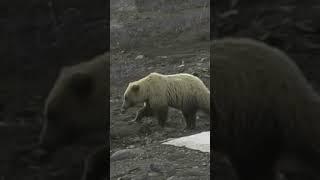 Alaska Grizzly Bear in Denali National Park; 德納利國家公園內阿拉斯加灰熊  #denalinationalpark #grizzlybear  #灰熊