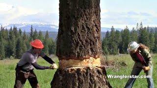 Felling Giant Tree With Crosscut Saw