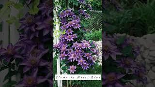 Найкрасивіші сорти клематису / Best clematis to grow