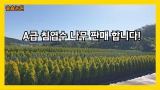 24년 가을 시즌 각종 침엽수 화분묘 및 묘목 판매합니다!(블루엔젤 써니스마라그 블루애로우 문그로우 등)