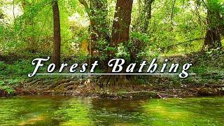 FOREST BATHING Peaceful River Flowing Sound & Birds Singing on a Spring Morning  Healing Nature