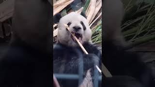 今天萌二给大家呲个大的！这竹子是有多难掰 #panda #giantpanda #pandachina #大熊猫 #大熊猫萌二 #cutepandas #cuteanimals