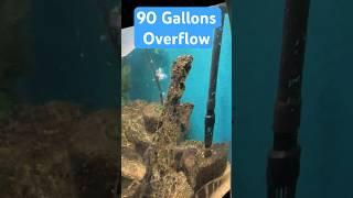 I over flowed a 90 gallon aquarium #queaquatics #fishtank #fish #fishaquarium #90gallonaquarium