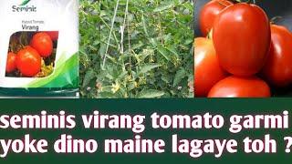 seminis virang tomato summer maine laga sakte ho?