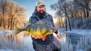 THICK PERCH - THIN ICE