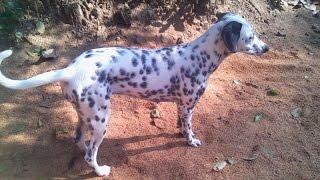 Pet lover Dalmatian Puppy Play ESK TV