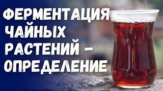 Что такое ферментация чайных растений?