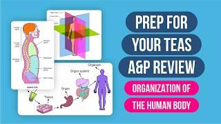 ATI TEAS 7 Science Review | A&P (Organization of the Human Body) with TEAS 7 Practice Questions