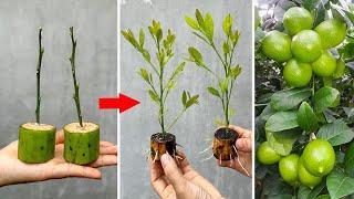 The technique of propagating lemon trees from branches using bananas stimulates rapid rooting