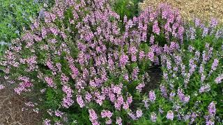 Plant Profile:  Summer snapdragons