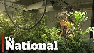 Legal grow-op costs landlord his insurance