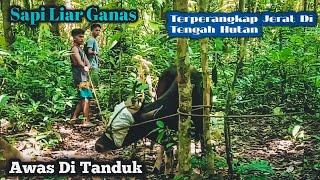 Sapi Liar Ganas Terperangkap Jerat Di Tengah Hutan