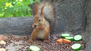 Кормлю белок. Зарисовка / I feed the squirrels. Sketch