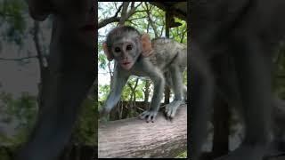 Monkey Magic: A Day in the Life of a Volunteer at the Vervet Monkey Foundation