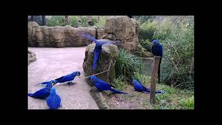 Playful hyazinth macaws / Die Aras machen Quatsch