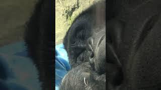 Sleepy young gorilla Gentaro #gorilla #momotarofamily #gorila #gorille