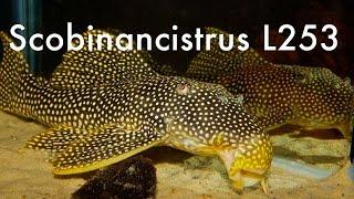 Scobinancistrus sp. L253 - Rio Xingu