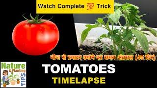 Growing Tomatoes From Seeds Time Lapse (45 days)