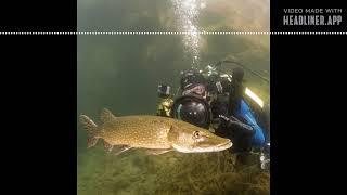 Filming Freshwater Fish to Water Voles ft Jack Perks #37