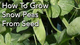 How To Grow Snow Peas From Seed For a Bumper Crop