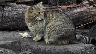 Diese Wildkatze lässt sich ungern beim Fressen zusehen