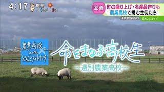 命をまなぶ高校生〜“羊と共に学ぶ”最北の農業高校【どさんこワイド179】2024.11.12放送