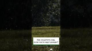 Как защитить сад и огород, если часто идут дожди?