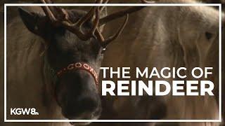 Oregon farm brings the magic of reindeer to life