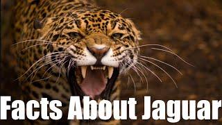 10 FASCINATING FACTS about Jaguars