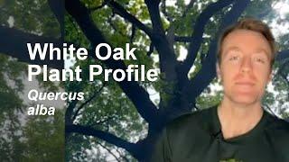 White Oak (Quercus alba) Plant Profile
