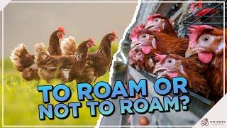 To Roam or Not to Roam: Should I Free Range My Chickens?