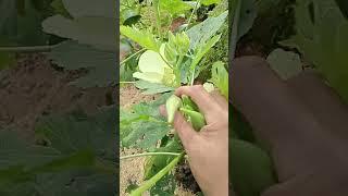 Picking okras 26.11: enjoy rural life & nature #rurallife #nature #gardening #relaxing