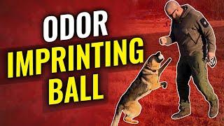 Intro to Nose Work with Your Dog: Odor Imprinting Ball Tutorial"