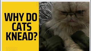 Why Do Cats Knead?