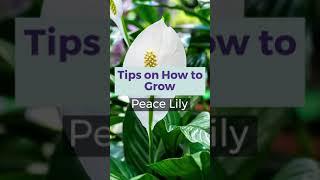 Tips on How to Grow Peace Lilies