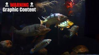 Monster Fish Aggressive Live Feeding️️️