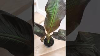 Редкое комнатное растение Красный Банан в @green_plants_nn  тг plantsnn #banana #plants #нн #нино