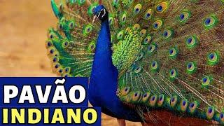 PAVÃO INDIANO  [ UMA DAS MAIS LINDAS AVES DO MUNDO ]