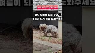 ️누더기 강아지를 도와주세요️ #구조#포획#도와주세요#누더기#강아지#임보#입양
