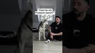 2 Auflage wird dann “Datingtipps” von meinem Hund #huskylife