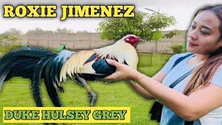 ROXIE JIMENEZ NG TARLAC - DUKE HULSEY GREY - QUALITY GAMEFOWL IN THE PHILIPPINES...