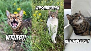 Europäische Kurzhaarkatze trifft auf Main Coon Baby Lilo & keiner weiß wo Wurmi ist ￼nach Unwetter