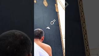 A Bird’s Love for Allah ↖ Touching the Kaaba Again and Again During Beautiful Hajj in the Rain