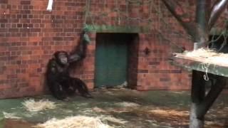 Chimpanzee Yawning at Chester Zoo