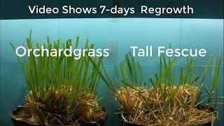 Response of Orchardgrass and Tall Fescue to Rotational Grazing