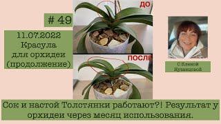 # 49 Что происходит с орхидеей через месяц лечения Толстянкой?! #УходЗаОрхидеями #ЛечениеОрхидей