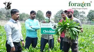 Foragen Chicklet #farmer #foddergrass #foragen #chicklet #trending #india #farming