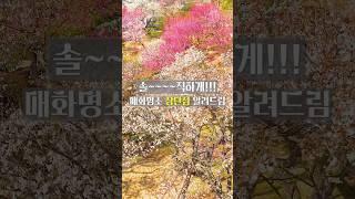 솔직하게 알려주는 매화 명소 장단점 #여행추천 #국내여행