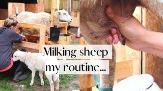 Milking Sheep + My Daily Milking Routine  || How we Lamb Share for Easy Milking!