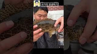 연못에 키우던 쏘가리 방생했어요 #fishing #낚시  #유튜버 #물멍하기  #korean #물한계곡